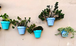 廠,葉子,性質(zhì)