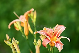 百合,百合花,花