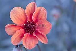嬌琴紗,開花,花