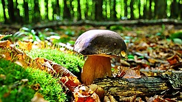 蘑菇,牛肝菌,秋季