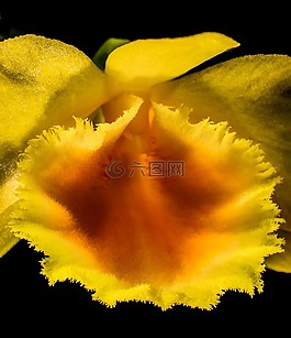 野生蘭花,蘭花,開花