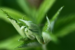 黑莓手機(jī),綠色,性質(zhì)