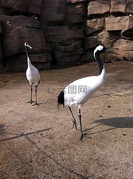 鶴,鳥(niǎo),羽毛