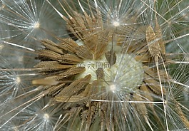 性質(zhì),tarassacum,種子