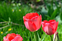 郁金香,花,春天