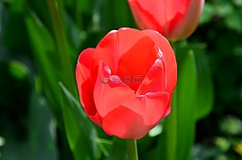 郁金香,花,春天