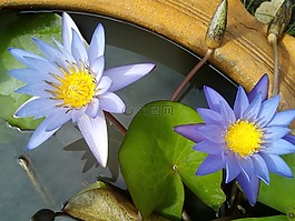 荷葉,蓮花,水廠