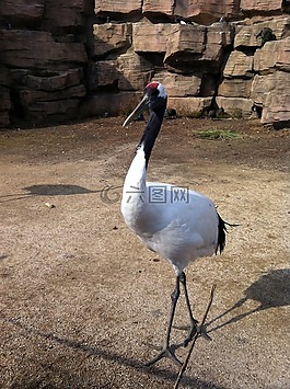 鶴,鳥(niǎo),羽毛
