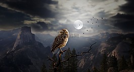 貓頭鷹,夜,月亮
