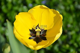 郁金香,花,春天