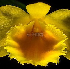 野生蘭花,蘭花,開花