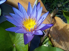 荷葉,蓮花,水廠