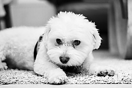 可愛,動物,狗