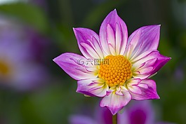 嬌琴紗,開花,花
