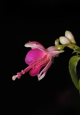 花,芽,性質(zhì)