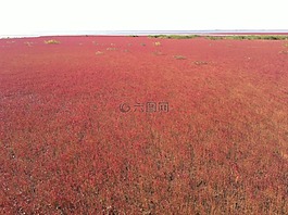 紅海灘,海灘,水