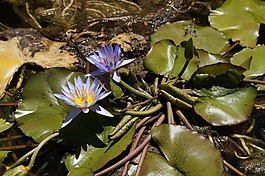 睡蓮,開(kāi)花,藍(lán)色