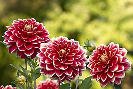 嬌琴紗,開花,花