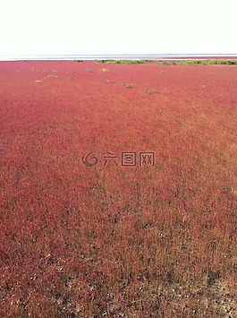 紅海灘,海灘,水