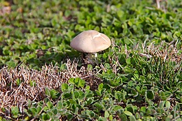 蘑菇,薰衣草,農(nóng)場