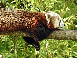 動物區(qū)系,性質,哺乳動物