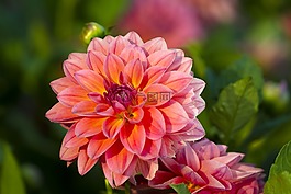 嬌琴紗,開花,花