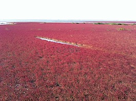 紅海灘,海灘,水