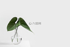 白,審美,表