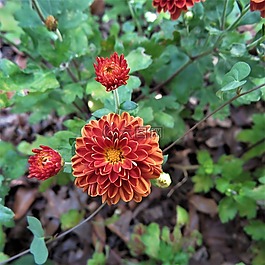盛開(kāi),橙色,鮮花