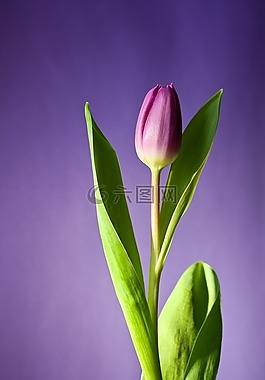 郁金香,花,盛開