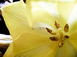 鮮花,黃色,花瓣