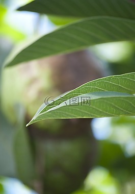 葉子,植物,樹(shù)