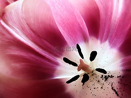 鲜花,紫,粉红色