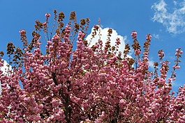 布魯姆,春,鮮花