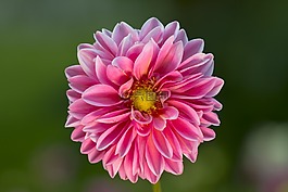 嬌琴紗,開花,花