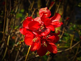 花,盛開(kāi),性質(zhì)