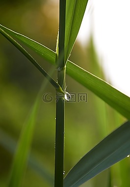 滴,性質(zhì),葉草
