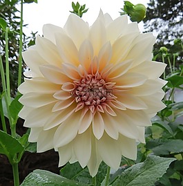 白,大丽花,鲜花
