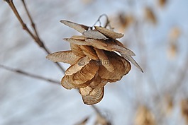 鮮花,棕色,干花