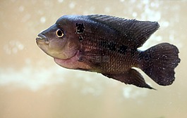 结束,水族馆,充满异国情调的鱼