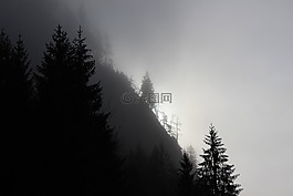 霧,太陽,森林