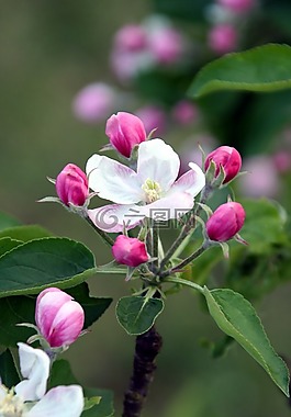 花,樹,蘋果