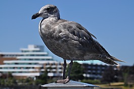 海岸,海鷗,鳥