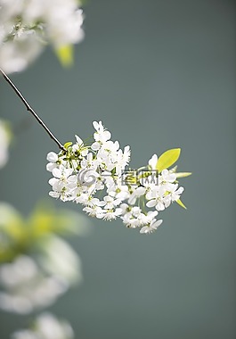 花卉,性質(zhì),植物