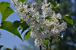 丁香,花,花的