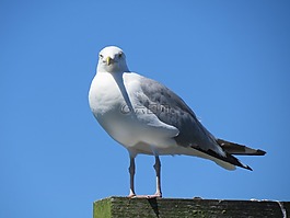 海鷗,鳥(niǎo),白
