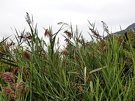 芦苇,草,绿色