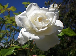 白玫瑰,玫瑰花瓣,花卉