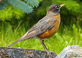 鳥,野生動物,自然