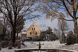 新西蘭,雪,樹木